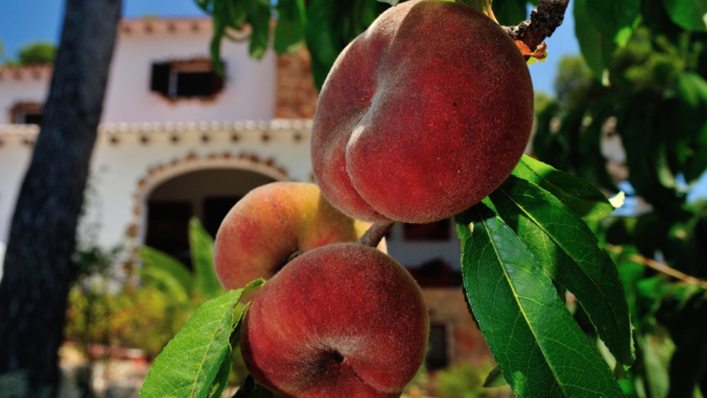 Schitterende authentieke finca op loopafstand van het centrum van Moraira